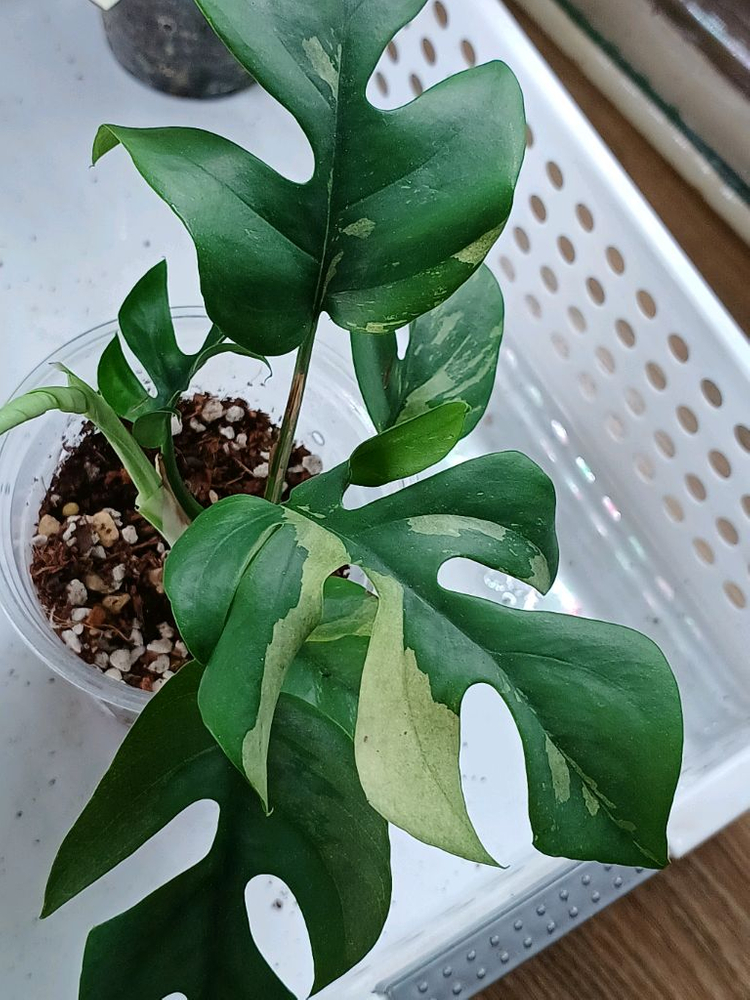 화이트히메몬스테라,풀민트히메몬스테라--1