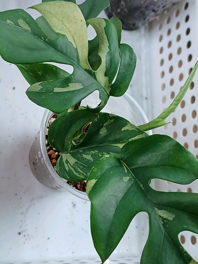 화이트히메몬스테라,풀민트히메몬스테라--2