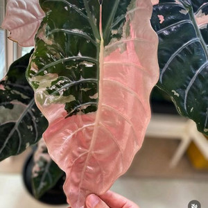 알로카시아 찬트리에 핑크 바리에가타