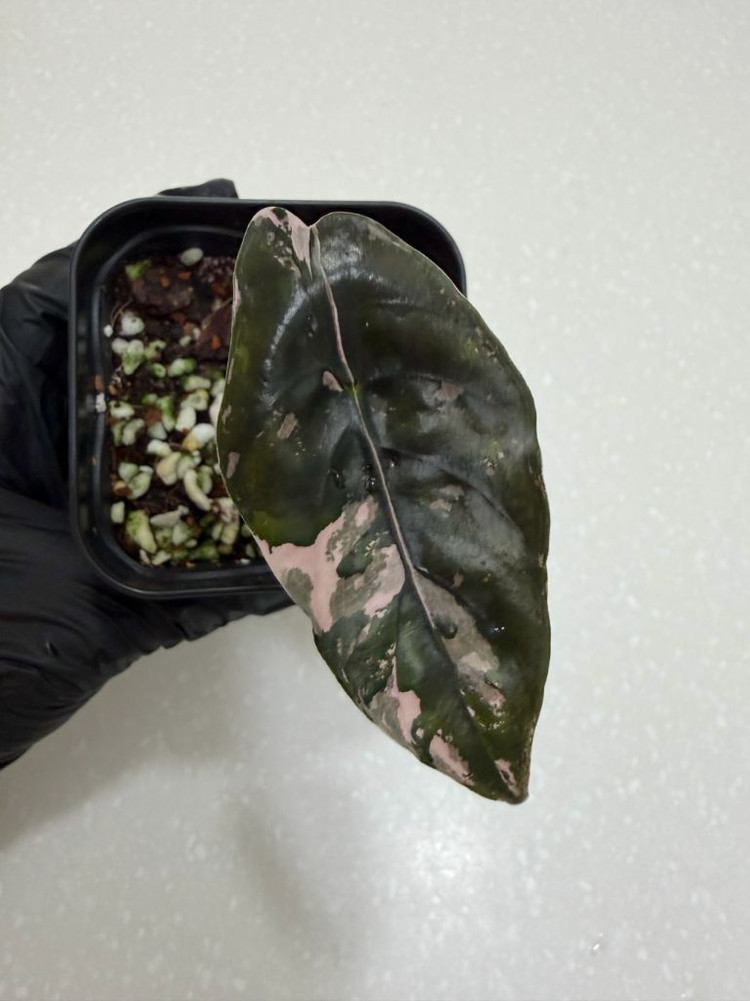 알로카시아 찬트리에 핑크 바리에가타--1