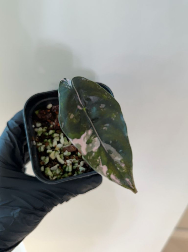 알로카시아 찬트리에 핑크 바리에가타--2