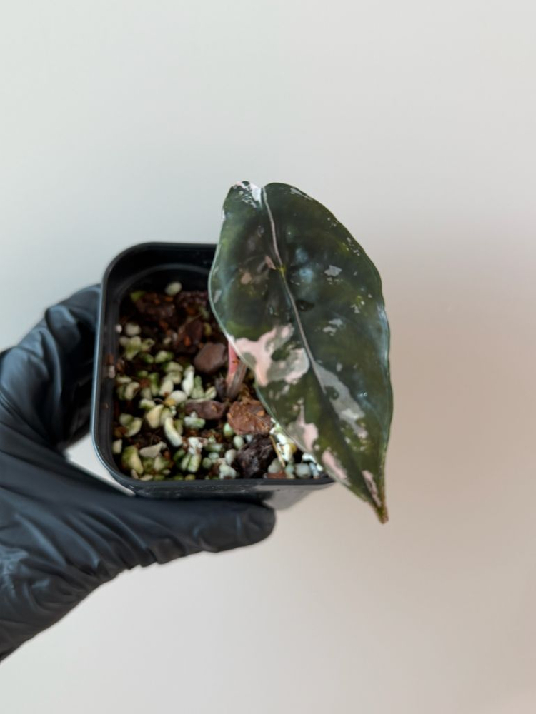 알로카시아 찬트리에 핑크 바리에가타--3