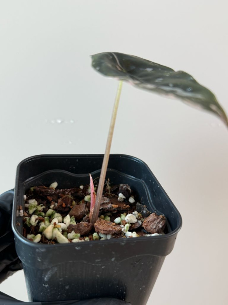 알로카시아 찬트리에 핑크 바리에가타--4