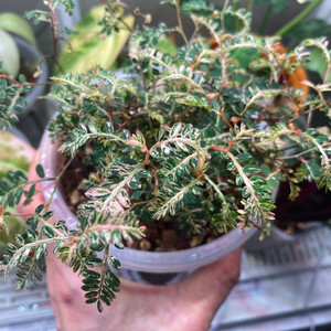 필란서스 여우구슬