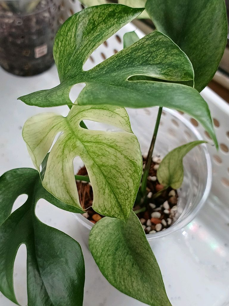 화이트히메몬스테라,풀민트히메몬스테라--5