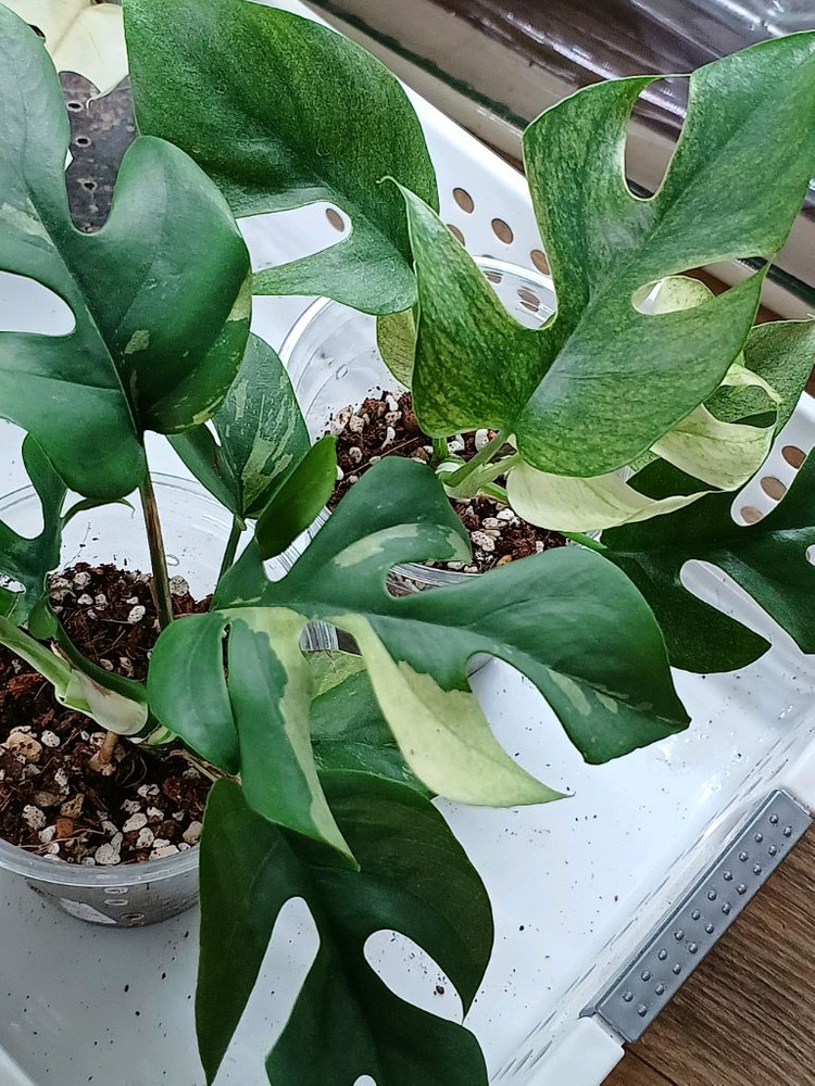 화이트히메몬스테라,풀민트히메몬스테라--6