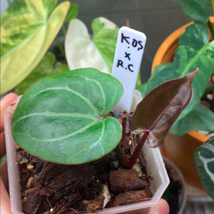 안스리움 킹오스 x레크(킹레드,킹레크)