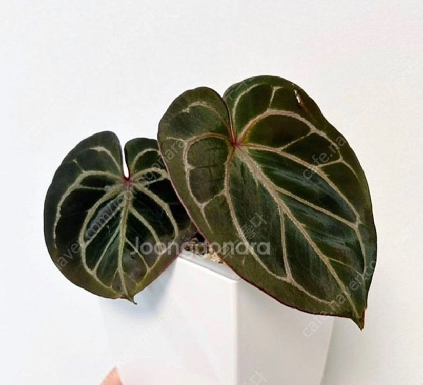 안스리움 킹오스 x레크(킹레드,킹레크)--2