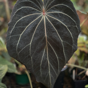 안스리움 스트라이피 X2 x 베쎄 스파이더 (Paul)