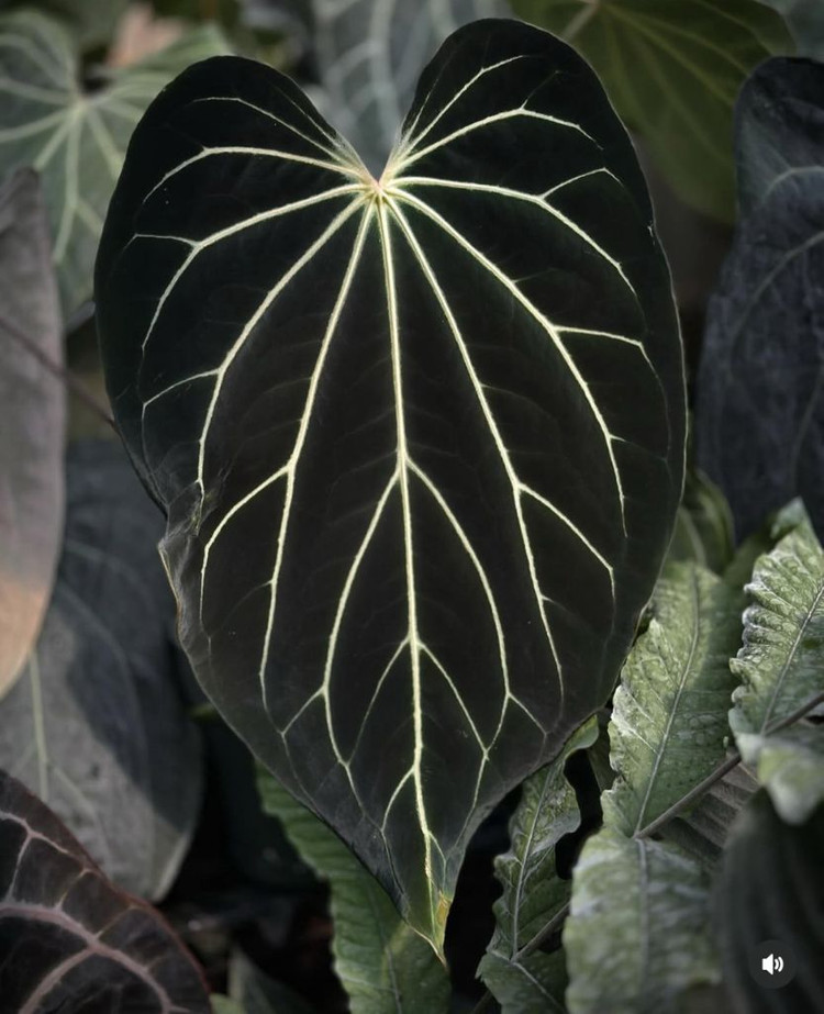 안스리움 스트라이피 X2 x 베쎄 스파이더 (Paul)--2