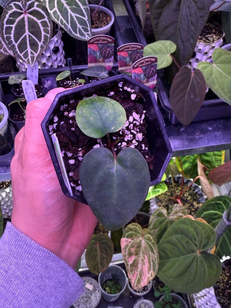 안스리움 스트라이피 X2 x 베쎄 스파이더 (Paul)--3