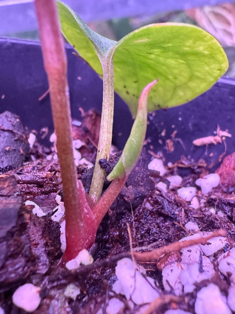 안스리움 스트라이피 X2 x 베쎄 스파이더 (Paul)--4