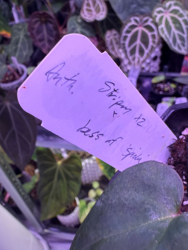 안스리움 스트라이피 X2 x 베쎄 스파이더 (Paul)--5