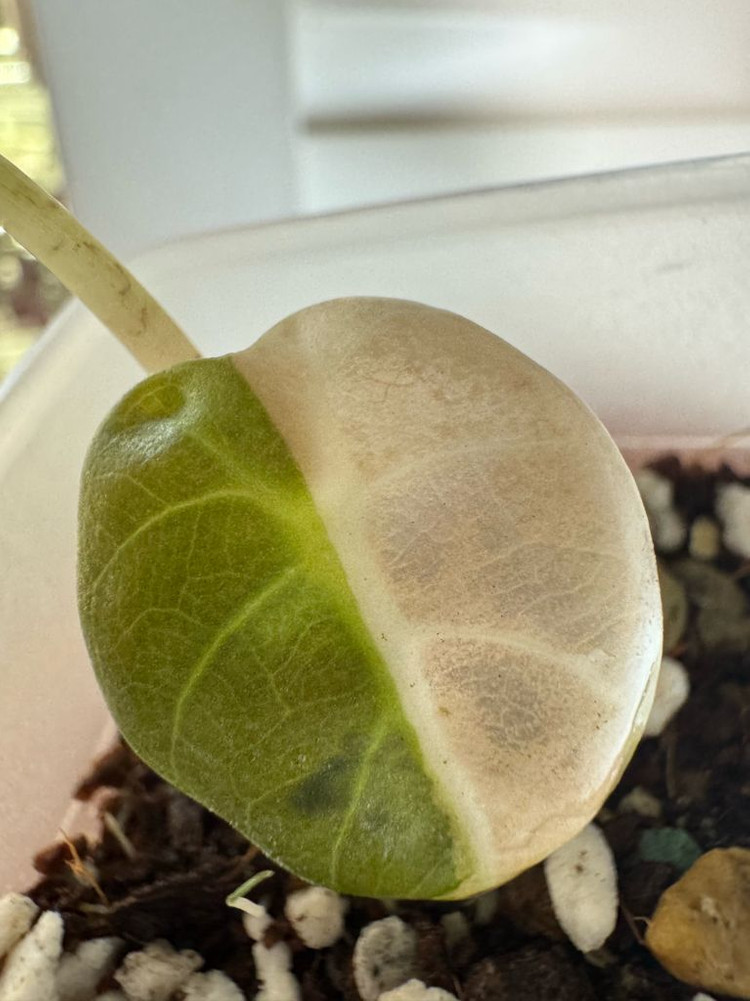 하트벌룬 바리에가타--1