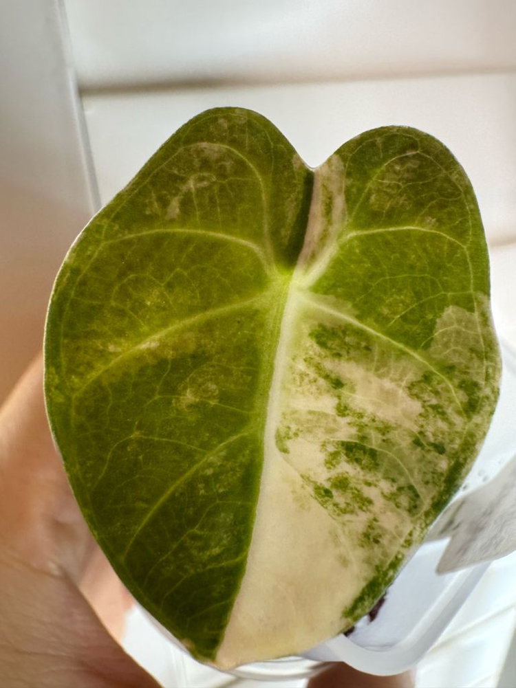 하트벌룬 바리에가타--2