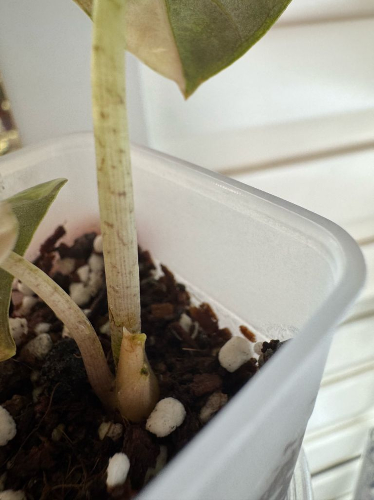 하트벌룬 바리에가타--3