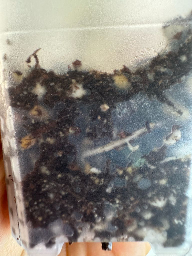 하트벌룬 바리에가타--4