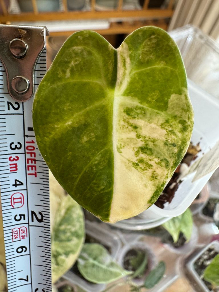 하트벌룬 바리에가타--5