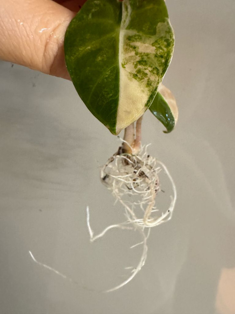 하트벌룬 바리에가타--6