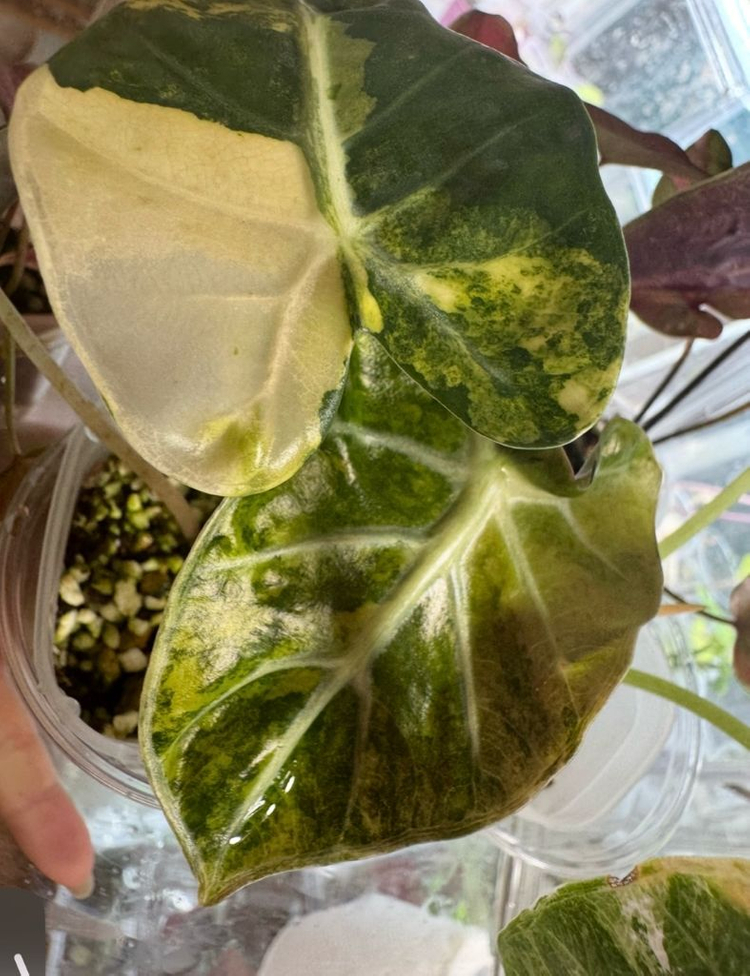 하트벌룬 바리에가타--7