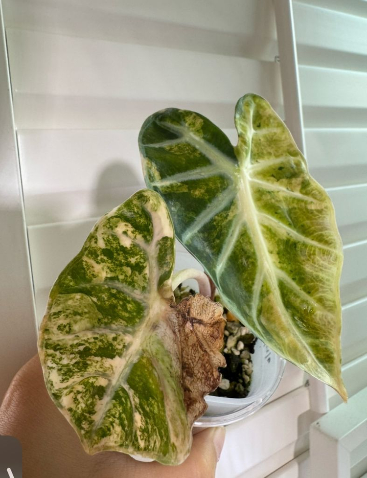 하트벌룬 바리에가타--8