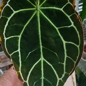 안스리움 크리스탈리넘 실버 에콰제네라