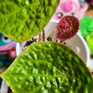 베고니아 푸토엔시스