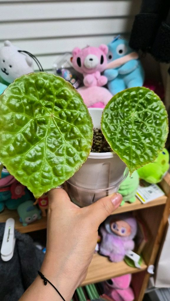 베고니아 푸토엔시스--1