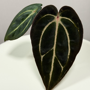 안스리움 칼라블랙키 Round x GPH001