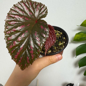 베고니아 엑조디카