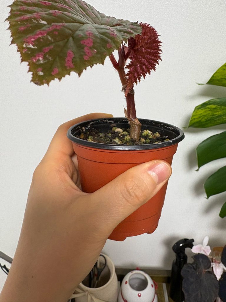 베고니아 엑조디카--1