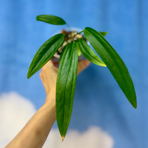 안스리움 바케리