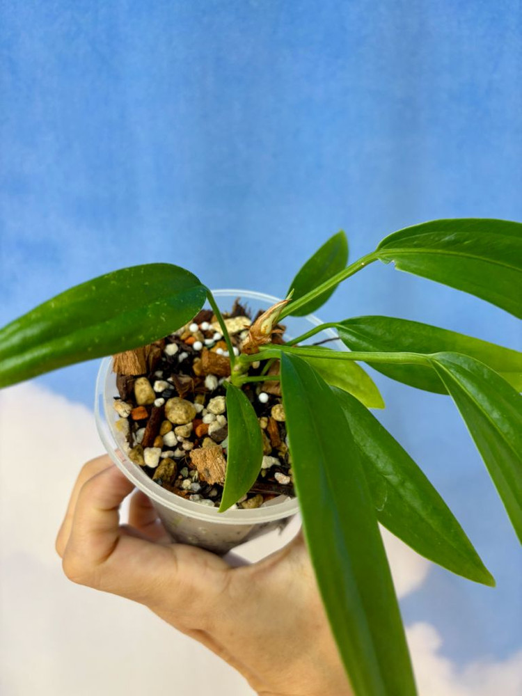 안스리움 바케리--2