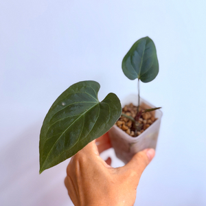 안스리움 레드건살x 블루파필