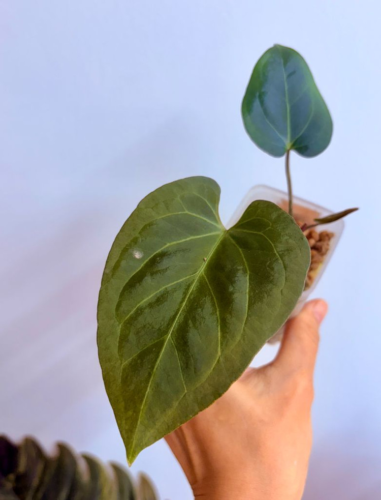 안스리움 레드건살x 블루파필--1