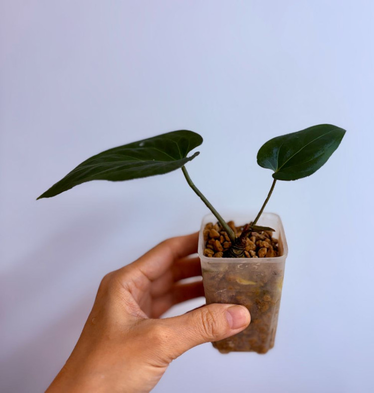 안스리움 레드건살x 블루파필--2