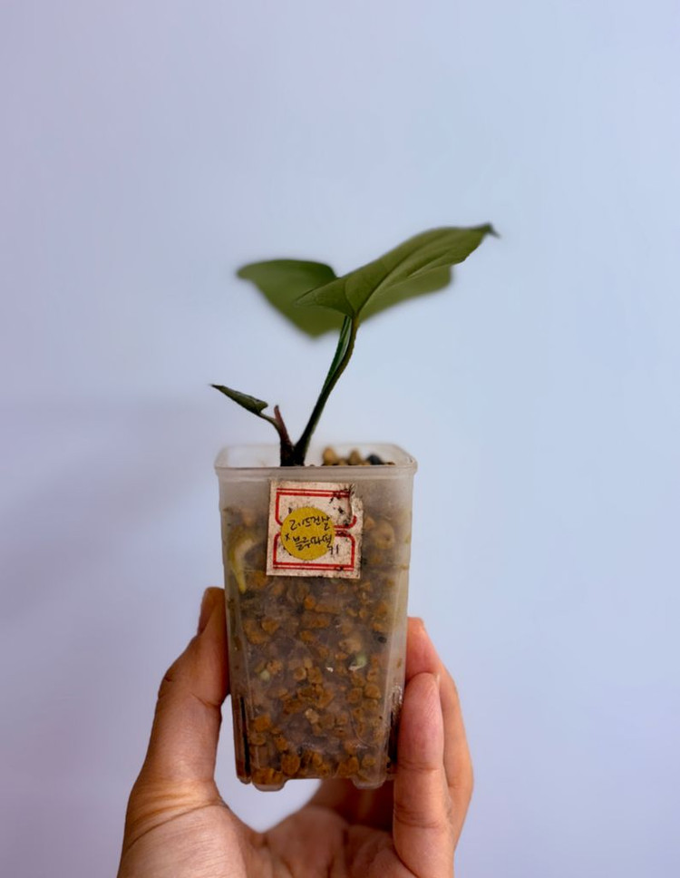 안스리움 레드건살x 블루파필--3