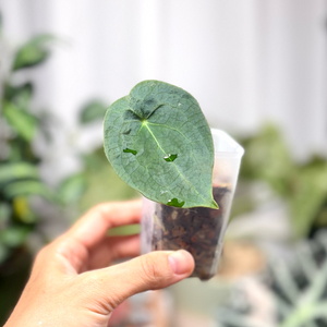 안스리움 포게티