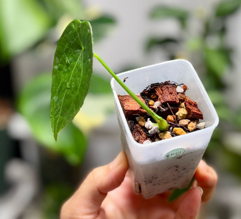 안스리움 포게티--1