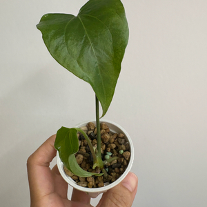 안스리움 클라리네비움x자리