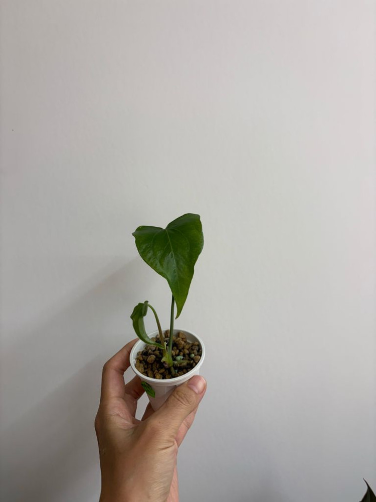 안스리움 클라리네비움x자리--1