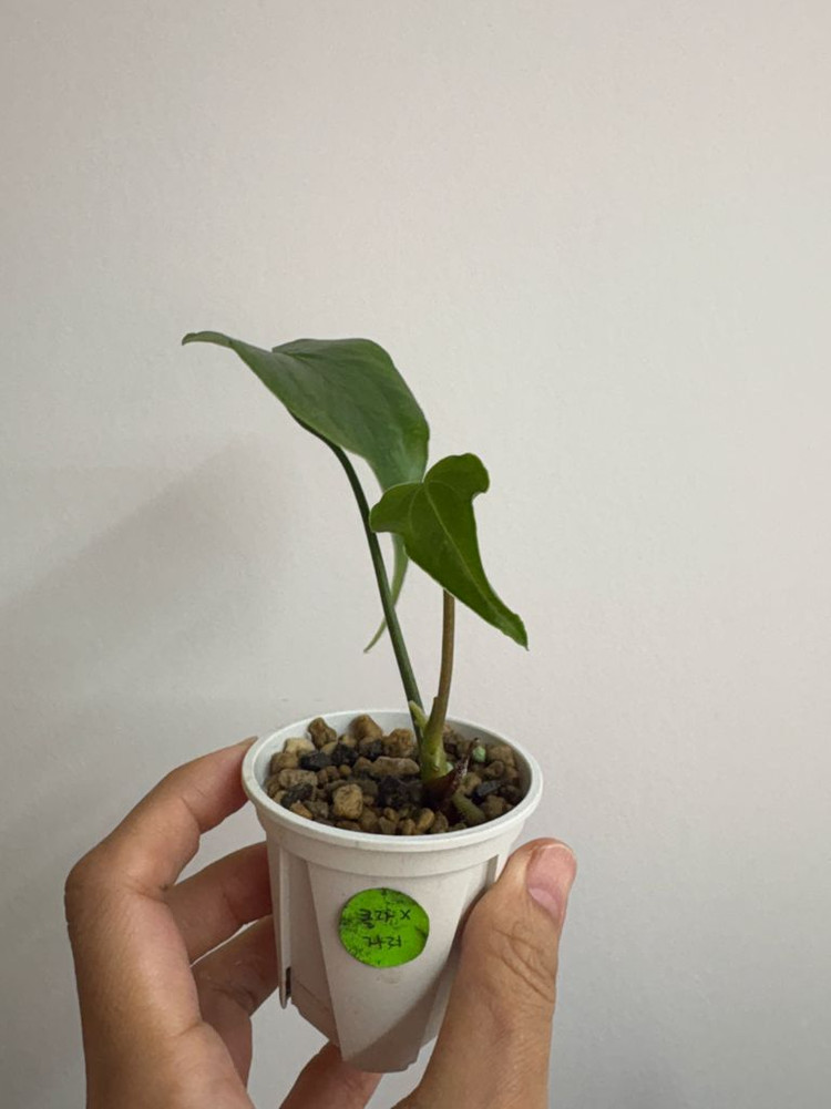 안스리움 클라리네비움x자리--2