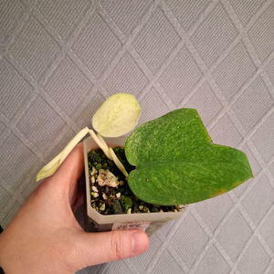 스킨답서스 골든민트 택포