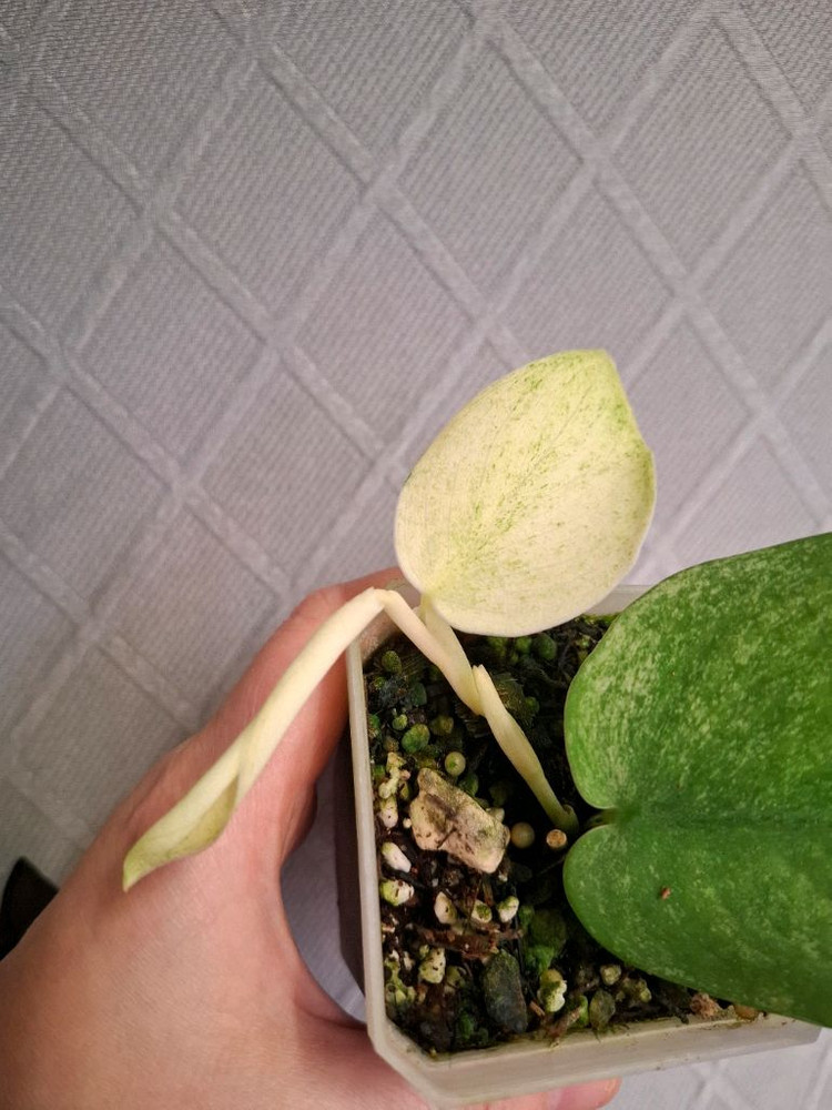 스킨답서스 골든민트 택포--1