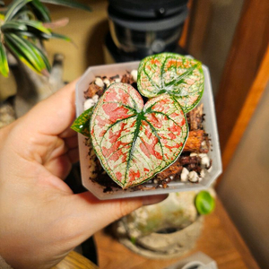 칼라디움 크리스마스/레드탱고 분양합니다