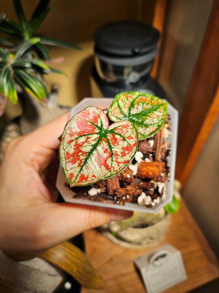 칼라디움 크리스마스/레드탱고 분양합니다--1