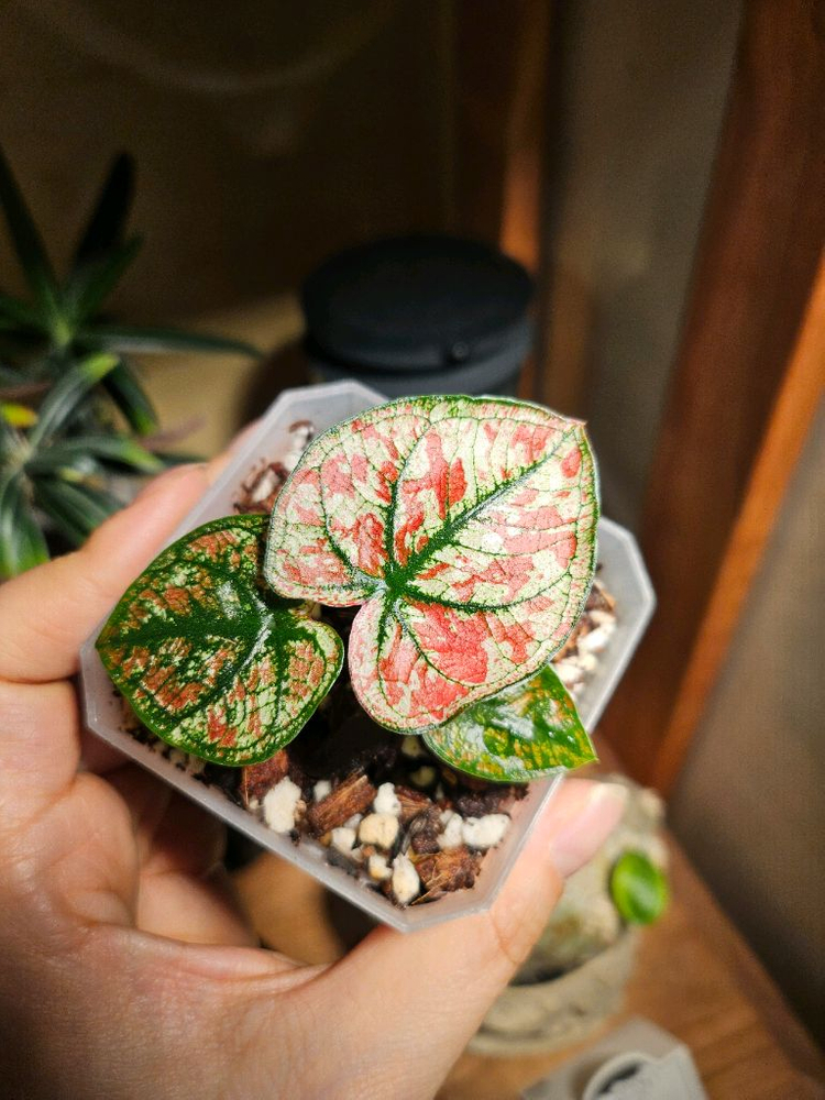 칼라디움 크리스마스/레드탱고 분양합니다--2