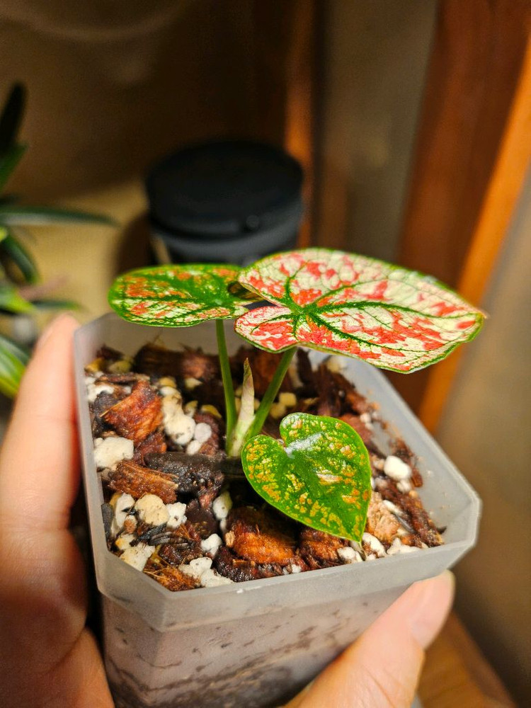 칼라디움 크리스마스/레드탱고 분양합니다--3