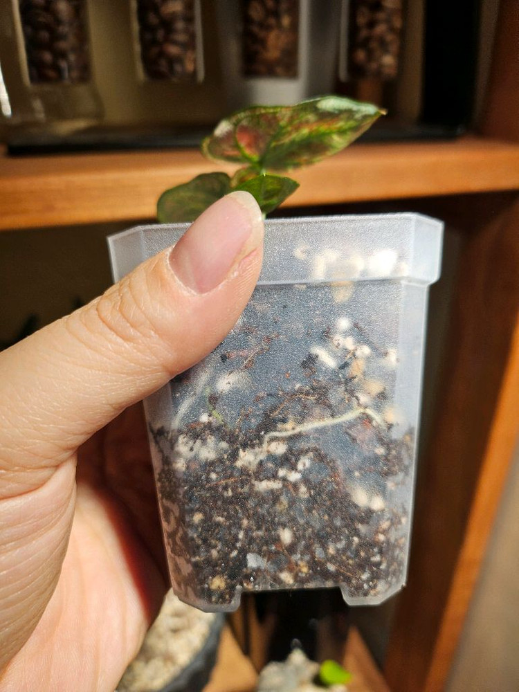 칼라디움 크리스마스/레드탱고 분양합니다--4