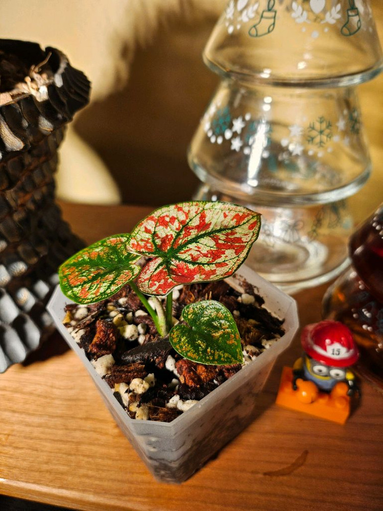 칼라디움 크리스마스/레드탱고 분양합니다--5